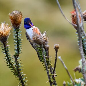 Ecuadorian Hillstar - Parque Nacional El Cajas - 09202022 - 05- DN.jpg