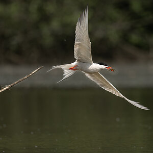 Common tern  (1 of 5).jpg