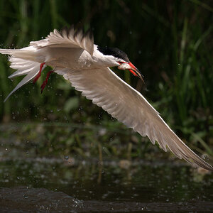 Common tern  (5 of 5).jpg