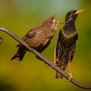 Starling (1 of 1).jpg