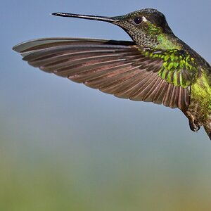 Talamanca Hummingbird - Paraiso Quetzal Costa Rica - 03092024 - 10- DN.jpg