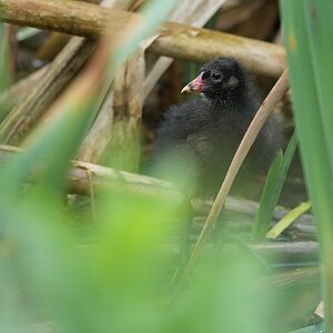 Moorhen-DSC03508-2048px.jpg