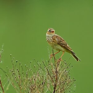 skylark 2024 16.jpg