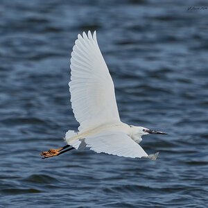 egret 2024 15.jpg