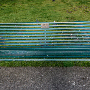 goose on bench-7.jpg