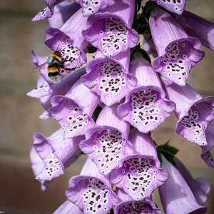 flox glove and bee-5.jpg