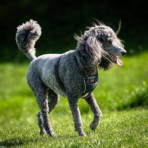 poodle-3.jpg