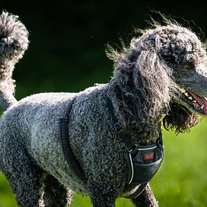 poodle-4.jpg