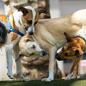 dogs having fun-5.jpg