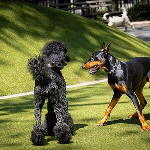 poodle play-8.jpg