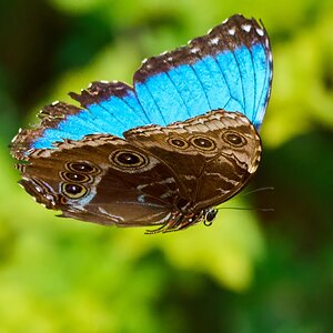 Blue Morpho -South Coast Botanical Gardens - 05162024 - 12- DN.jpg