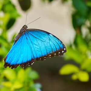 Blue Morpho -South Coast Botanical Gardens - 05162024 - 13- DN.jpg