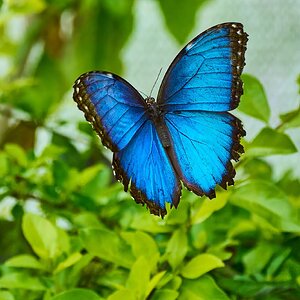 Blue Morpho -South Coast Botanical Gardens - 05162024 - 20- DN.jpg