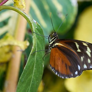 Tiger Longwing -South Coast Botanical Gardens - 05162024 - 05- DN.jpg