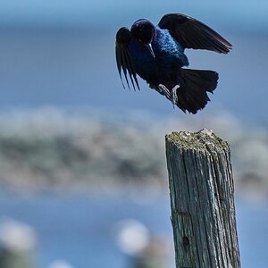 Common Grackle - DuPont Nature Center - 05282024 - 01- DN.jpg