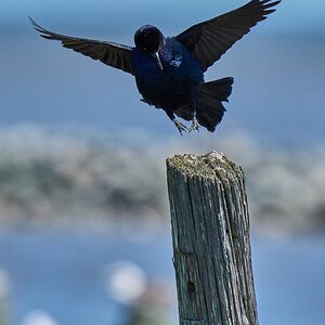 Common Grackle - DuPont Nature Center - 05282024 - 02- DN.jpg