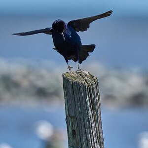 Common Grackle - DuPont Nature Center - 05282024 - 03- DN.jpg