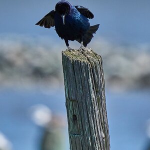 Common Grackle - DuPont Nature Center - 05282024 - 04- DN.jpg