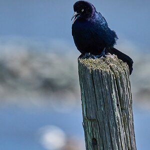 Common Grackle - DuPont Nature Center - 05282024 - 05- DN.jpg