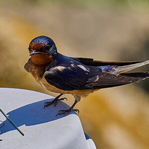 Barn Swallow - DuPont Nature Center - 05282024 - 11- DN.jpg