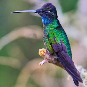 Talamanca Hummingbird - Talamanca Highlands - 03072024 - 08.jpg