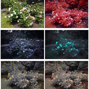 Minot Rose Garden Multispectral 1