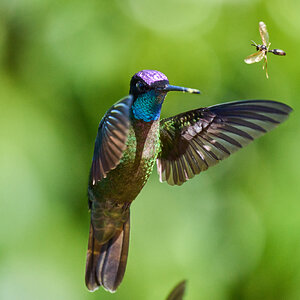 Talamanca Hummingbird - Talamanca Highlands - 03072024 - Wasp 01.jpg