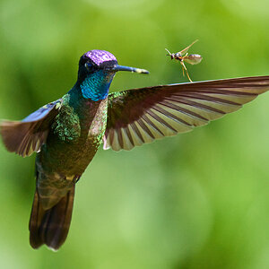 Talamanca Hummingbird - Talamanca Highlands - 03072024 - Wasp 02.jpg