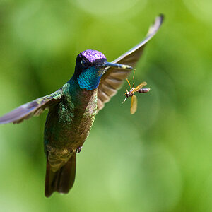 Talamanca Hummingbird - Talamanca Highlands - 03072024 - Wasp 03.jpg