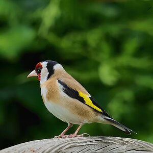 goldfinch 2024 2.jpg