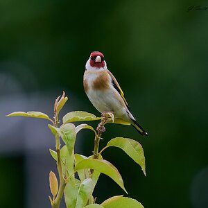 goldfinch 2024 1.jpg