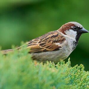 sparrow 2024 1.jpg