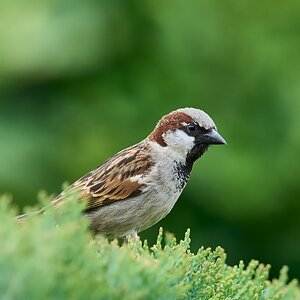 sparrow 2024 4.jpg