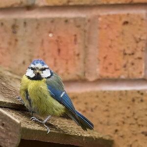 bluetit 2024 12.jpg