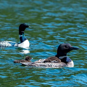 cabin_loons_chicks 20240612 248.jpg