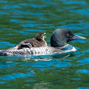 cabin_loons_chicks 20240612 119.jpg