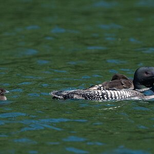 cabin_loons_chicks 20240612 175.jpg