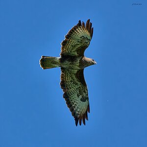 buzzard 2024 19.jpg