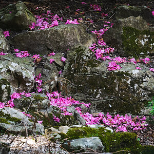 greenwich park fallen petals-3.jpg