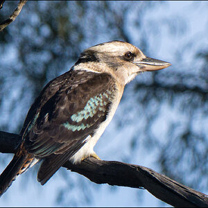 Kookaburra r.jpg