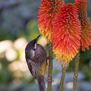 JuvenileRedWattleBird.jpg