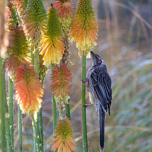 YoungRedWattleBird.jpg