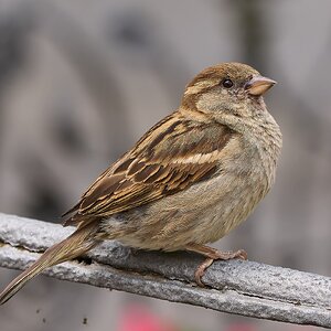 sparrow 2024 6.jpg