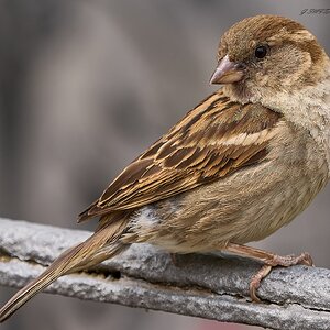 sparrow 2024 10.jpg