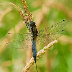dragonfly 2024 (2).jpg
