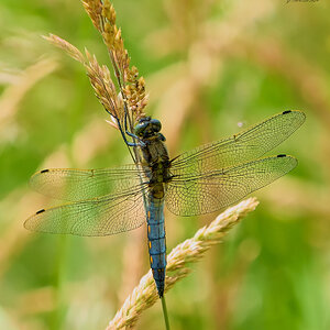 dragonfly 2024 1.jpg