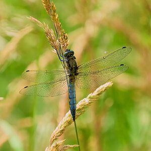 dragonfly 2024 2.jpg