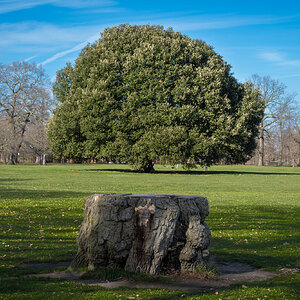 greenwich park oak-9.jpg