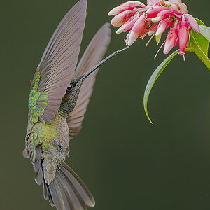 Magnificent-Hummingbird-29430-ARW.jpg