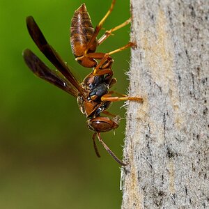 Paper Wasp - Home - 04282024 - 07- DN.jpg